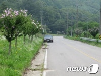 무궁화꽃 ‘활짝’ 진천 김유신장군 탄생지 ‘장관’