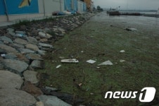부유물로 뒤덮인 울산 태화강 수상레저계류장…뾰족수 없나?