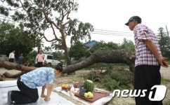 [단신]강진 부춘마을에서 500년 노송에 작별알리는 고유제