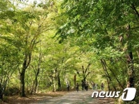 전남지역 아름다운 숲, 치유·쉼터로 인기몰이