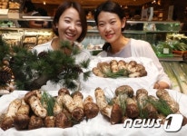 올해 첫 수확한 자연송이 맛 보세요!