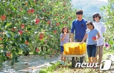 장수서 즐기는 사과 수확 체험