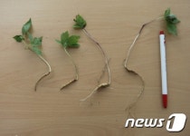 한국임업진흥원, 가짜 산양삼 유통단속 강화