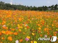 [풍경]수원 당수동 시민농장에 코스모스 ‘만발’