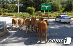 횡성 목장 탈출한 소 31마리 도로  1.5㎞ 질주