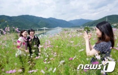 인제군, 코스모스 300리 길 ‘만개’