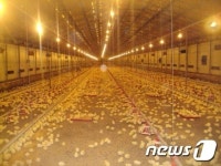 부여군, 육계 농가 지열이용 냉난방 시스템 보급