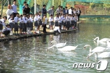 안동시, AI 통제 안동시 백조공원 개방…고니 29마리 방사