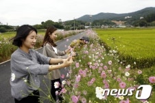 [풍경] 여심 사로잡는 코스모스 꽃길