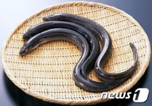 구룡포 과메기 나와봐 영일만 검은돌장어 도전장