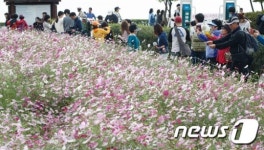 코스모스 황홀경