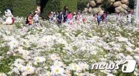 [풍경] 구절초 만개한 함평자연생태공원