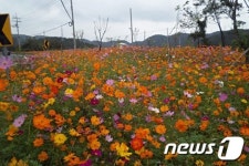 [풍경]창원 내서읍 광려천 코스모스 꽃길 장관