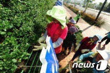 진주시, 24~11월9일까지 국화전시회개최