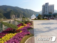 단양군, 가을국화 거리 등 아름다운 경관 조성