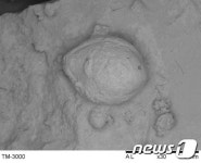 송전리 유적 토기 안에서 발견 된 기장의 흔적