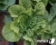 충남도농기원, 김장배추·무 병해 조기 방제 당부