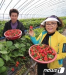 산청군, 완연한 가을 날씨 속 딸기 수확 한창