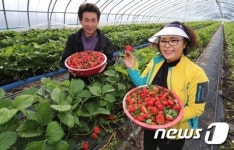 먹음직스러운 딸기 맛보세요
