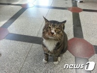 광주 주민센터 터줏대감 고양이 양삼이 화제