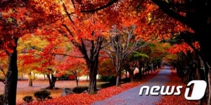 내장산 단풍 이달 말 절정…국립공원 셔틀버스 운영