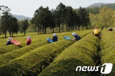 농산물품질관리원, 녹차 폴리페놀 15종 분석법 개발