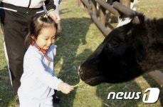 [화보]가을 단풍으로 물든 대관령 하늘목장
