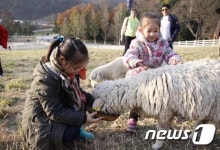 [화보]가을 단풍으로 물든 대관령 하늘목장