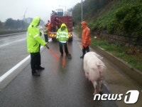 고속도로 활보하는 돼지