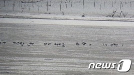 올해 첫 흑두루미 92마리 순천만 찾아