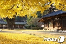 전주시, 향교길 등 도심 속 ‘걷고 싶은 낙엽길’ 7곳 선정