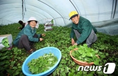 농식품부, 2015년 친환경농업지구 27개 신청접수