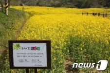 강진군, 석교천변·보은산 일원에 유채꽃씨 파종