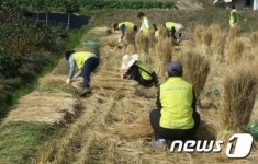 충남농협, 금산군 선원리서 농촌 일손돕기
