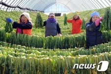 양구 펀치볼 시래기 최고