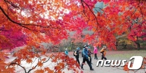 불게 물든 전북 내장산