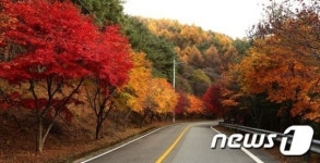 밤머리재 고갯길, 오색단풍 세계 연출