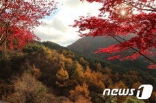 오색단풍으로 물든 밤머리재 고갯길