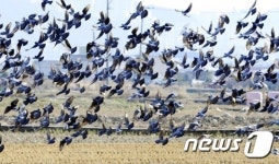 먹이를 찾아 들녘으로
