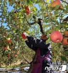 산청군, 새콤달콤 사과 수확