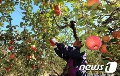 산청 사과 맛 보세요