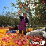 사과 수확에 분주한 손길