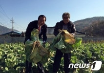울산 두서면 박용은씨, 양로원에 배추 2천포기 후원