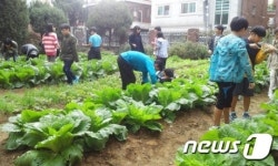 도시텃밭 가꾸는 강동초교, 직접 기른 배추로 부모와 함께 김장