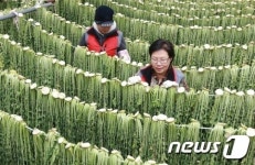 무청 말리기 한창