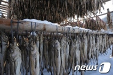 평창군, ‘대관령 하늘찬 황태’ 브랜드 통합출시