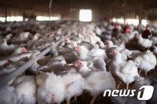 네덜란드 양계장서 AI 발견…고병원성 여부 확인안돼