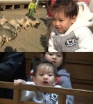 오마베 리키김 아들 태오, 돼지 똥밭 넘어져 엉엉