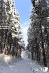 치유의 숲 장성 축령산 설경