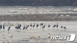 창원 주남저수지에 재두루미 320여 마리 ‘월동장관’